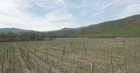Young Grape Bushes In The Vineyard Stock Footage 75836777