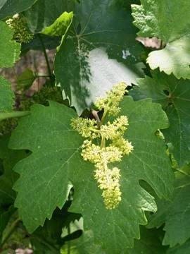 Young grape cluster and grapevine flowers on Vitis vinifera plant Stock Photos