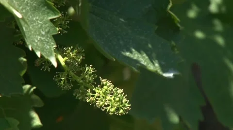 Young grape cluster flowering Stock-Footage 50582606