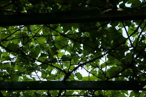 Young grape clusters and leaves viewed from below as dark silhouettes again.. Stock Photos