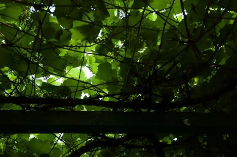 Young grape clusters and leaves viewed from below as dark silhouettes again.. Stock Photos