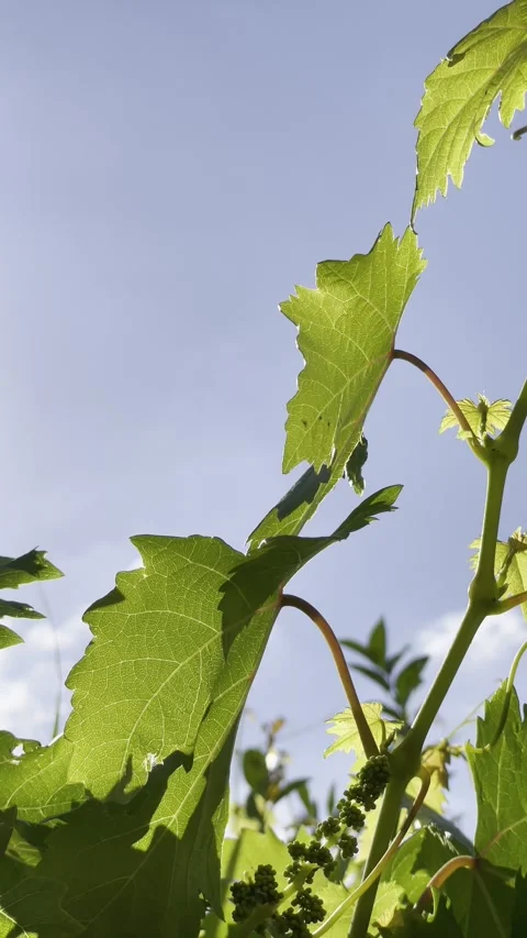 Young Grape Clusters Growing on Vine Leaves Under Summer Sunlight Vídeo Stock 334335041