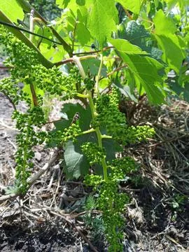 Young grape clusters Stockfoto's
