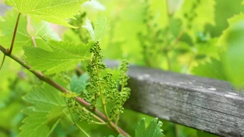 Young Grape Clusters on Vine After Rain Slow Motion Close Up Stock Footage 337657278