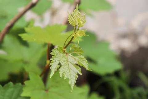 Young Grape Leaf Emerging Stock Photos