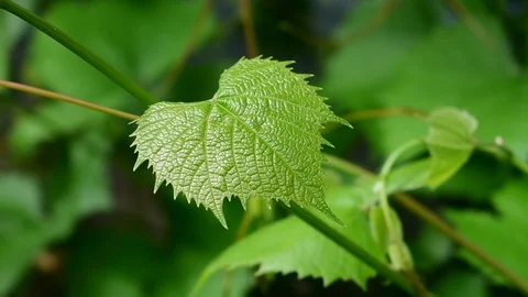 Young grape leaf Stock Footage 110842220