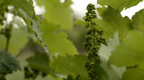Young grape with leafs 1080p Stock Footage 39723454