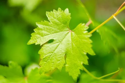 Young grape leaves. Backdrop 写真素材
