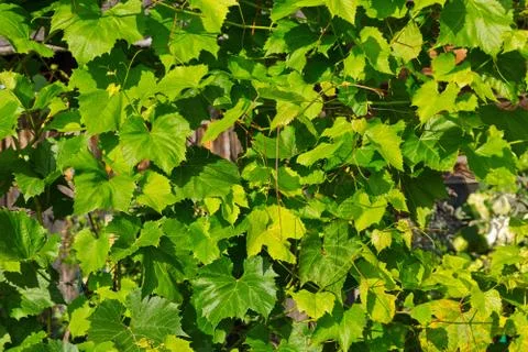 Young grape leaves background Stock Photos