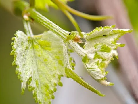 Young grape leaves with delicate, vibrant green hues and textured surfaces .. Stock Photos