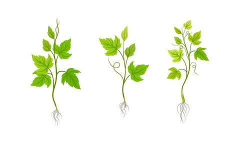 Young grape seedlings with root and green leaves vector illustration Ilustración de archivo