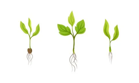 Young grape seedlings with root and green leaves, viticulture and agriculture Ilustración de archivo
