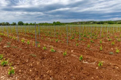 Young grape seedlings working on a grape plantation viticulture Croatia Stock Photos