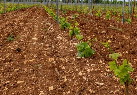 Young grape seedlings working on a grape plantation viticulture Croatia Stock Photos