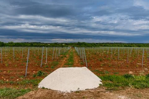 Young grape seedlings working on a grape plantation viticulture Croatia Stock Photos