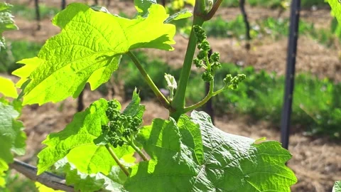 Young grape tendrils and buds curl on a vine branch in early spring. Video stock 338363141