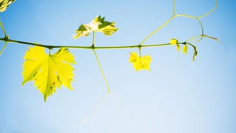 Young Grape Vine on Blue Sky Background in Bright Sun Rays Stock Photos