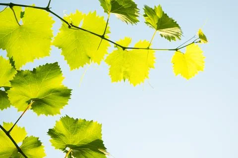 Young Grape Vine on Blue Sky Background in Bright Sun Rays Stock Photos