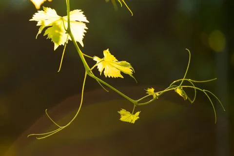 Young Grape Vine on Blurred Dark Background in Bright Sun Rays Stock Photos