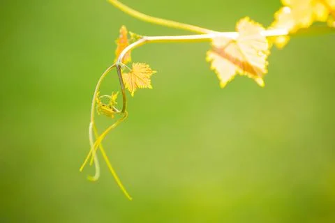 Young Grape Vine on Blurred Green Background in Bright Sun Rays Stock Photos