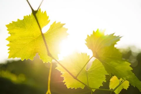 Young Grape Vine on Bright Background in Bright Sun Rays Stock Photos