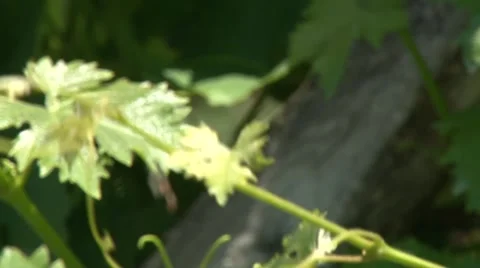 Young grape vine leaves - change of focus Vídeo Stock 50582552