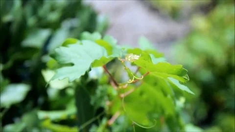 Young grape vine swaying in the wind Stock Footage 77862810