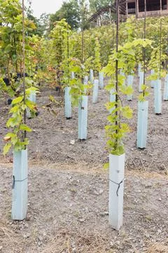 Young grape vines covered in protective plastic tree guards. Fall, winegrowing Stock Photos