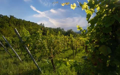 Young grape vines in a vineyard Stock Photos