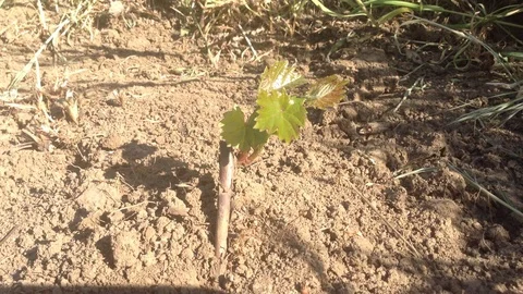 Young Grape Vitis Branch And Shadows of Grass On the Wind Stock Footage 90513186