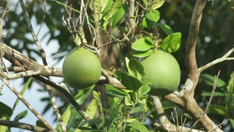 Young Grapefruit on the tree Stock Footage 109229547