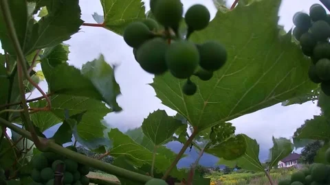 Young grapes and rain clouds, leaves, vineyard, Ukraine. 스톡 동영상 247019350