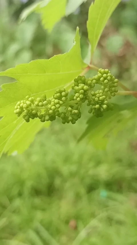 Young grapes in bloom in the vineyard Vidéo 310799501