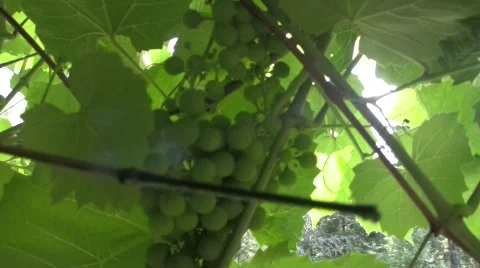 Young grapes Stock Footage 506499