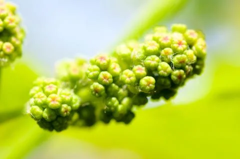 Young grapes Stock Photos
