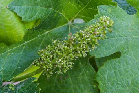 Young Grapes Stock Photos