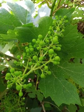 Young grapes Stockfoto's