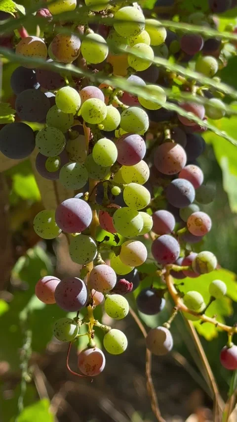 Young Grapes Vineyard Stock Footage 345331056