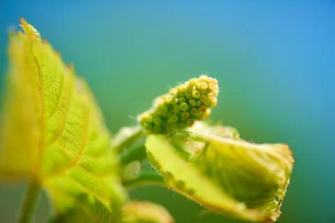 Young grapevine background 库存照片