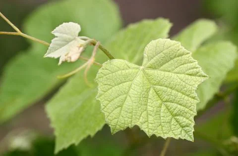 Young grapevine branch Stock Photos