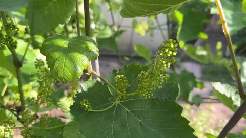 Young grapevine flowering with small grape berries and flowers on the vineyard Stock Footage 277224738