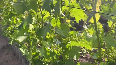Young grapevine flowering with small grape berries on the vineyard in early Stock-Footage 279069756