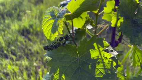 Young grapevine growing in vineyard, illuminated by sunlight Stock Footage 310096007