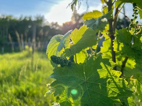 Young grapevine growing in vineyard at sunset: backlit leaves and unripe grap Stock Photos