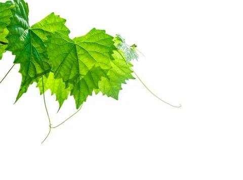 A young grapevine isolated on white background. Fotos Stock