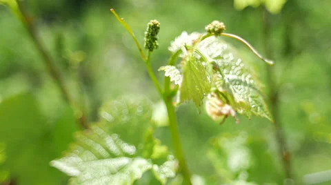 Young grapevine leaves with fruit buds Stock Footage 64655606