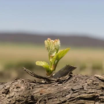 Young grapevine leaves Stock Photos