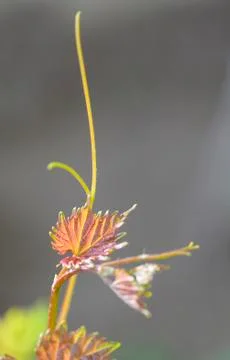 Young grapevine Stock Photos