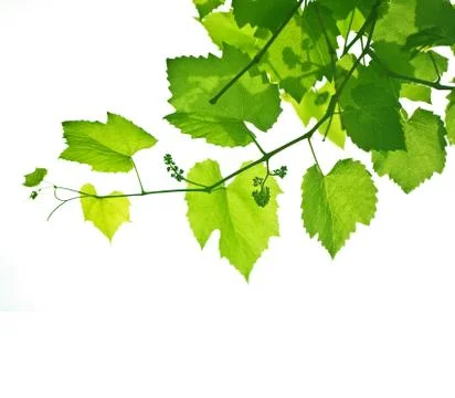 Young grapevine Fotos Stock