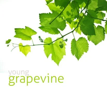 Young grapevine Stock Photos